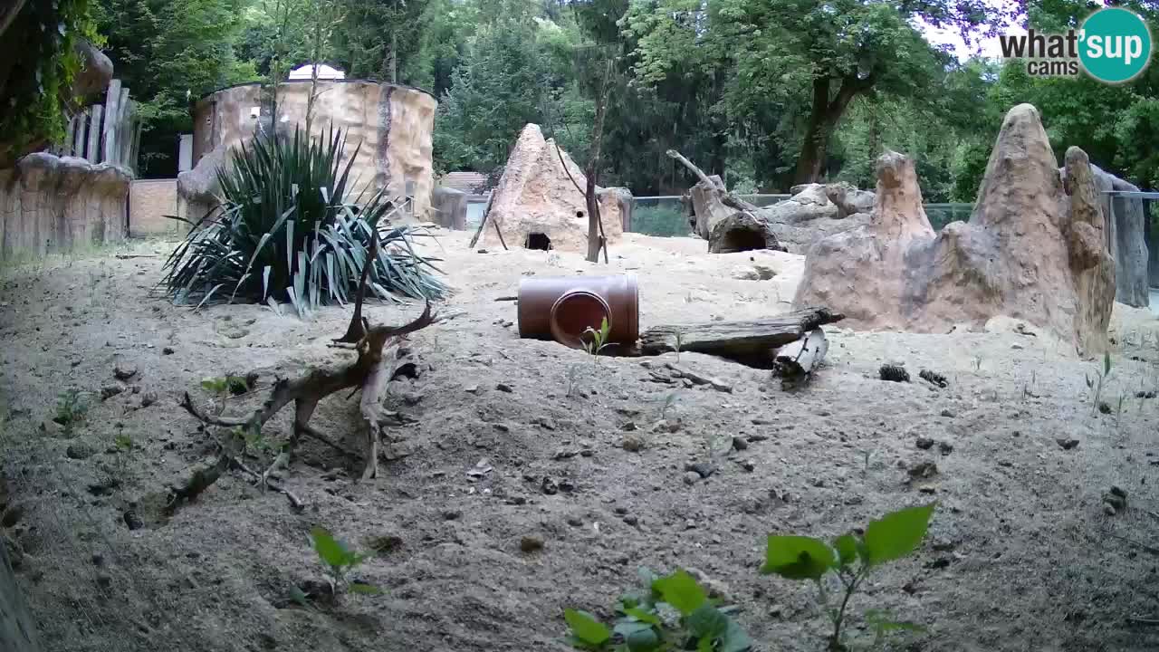 Live cam Zoo Ljubljana – Erdmännchen