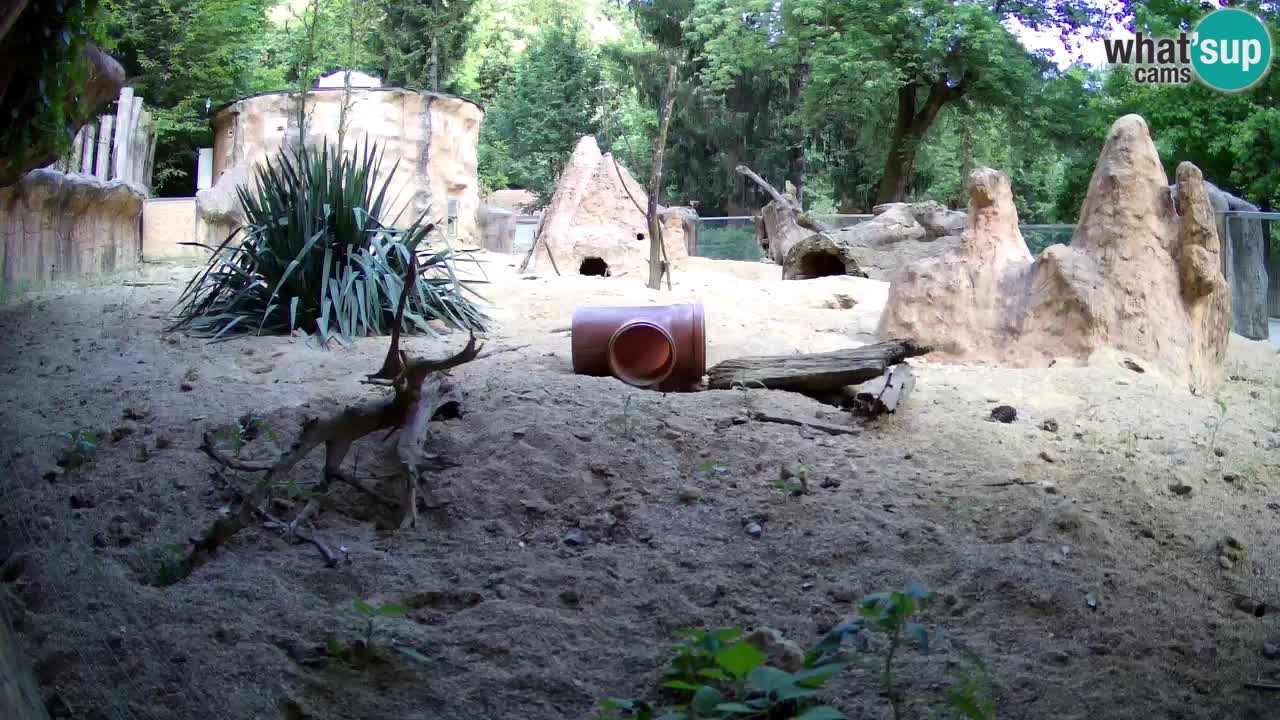 Webcam Zoo Ljubljana – Suricate