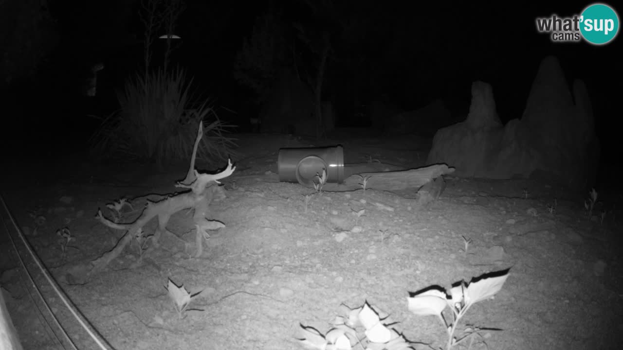 Live cam Zoo Ljubljana – Erdmännchen