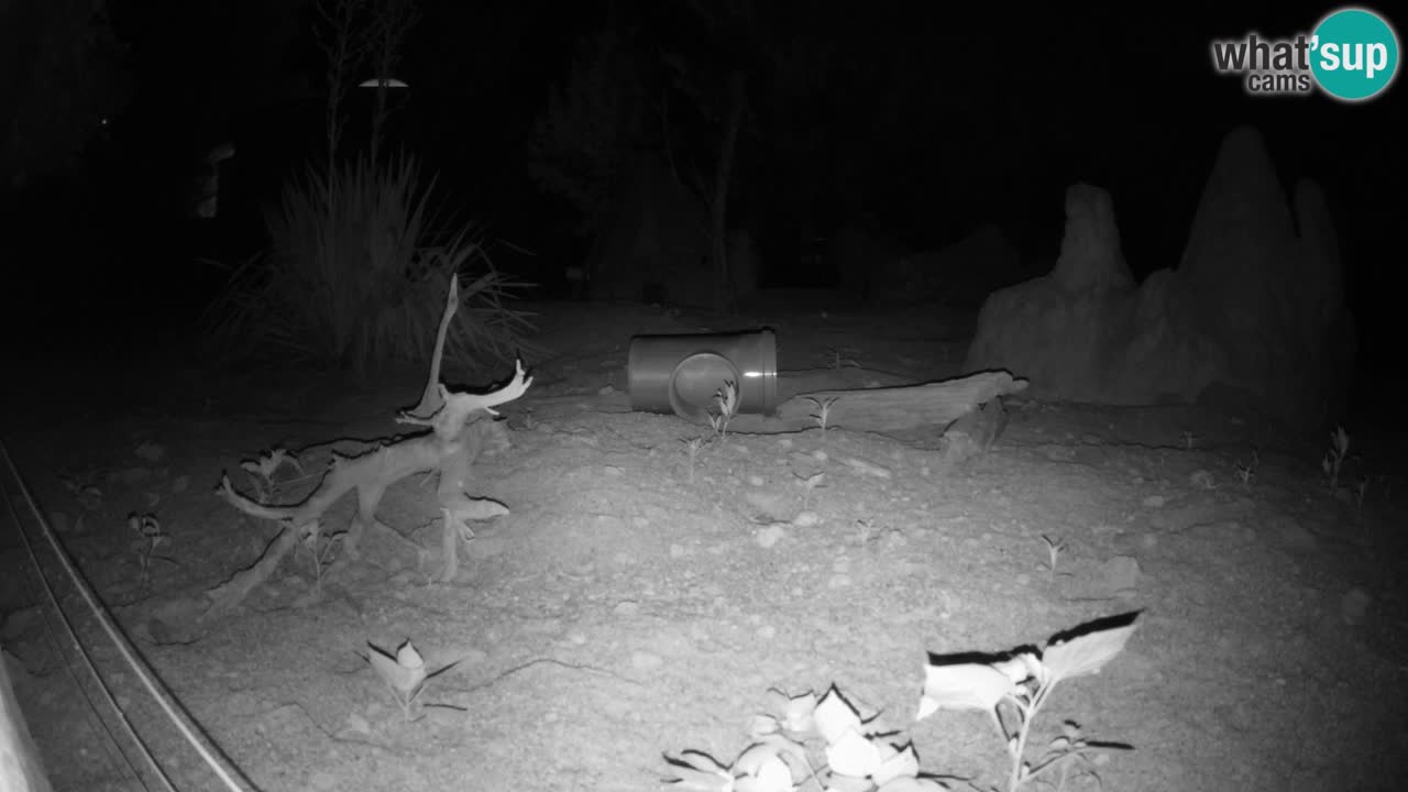 Webcam live Zoo Ljubljana – Suricata