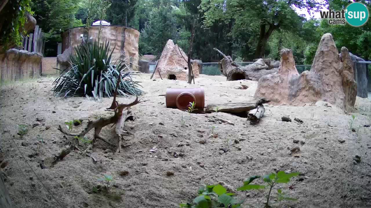 Live cam Zoo Ljubljana – Erdmännchen