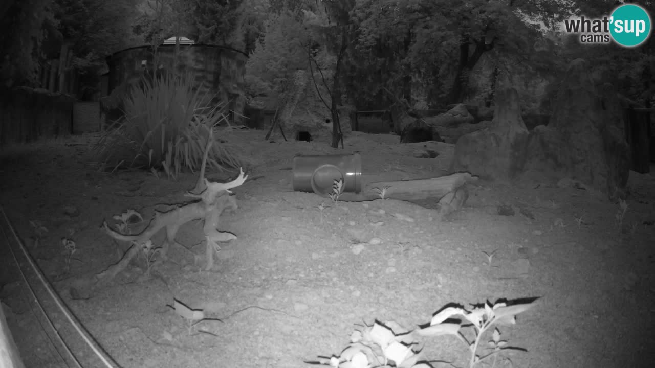 Live cam Zoo Ljubljana – Erdmännchen