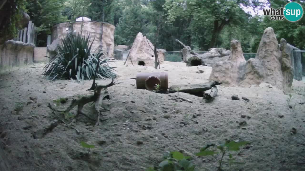 Live cam Zoo Ljubljana – Erdmännchen