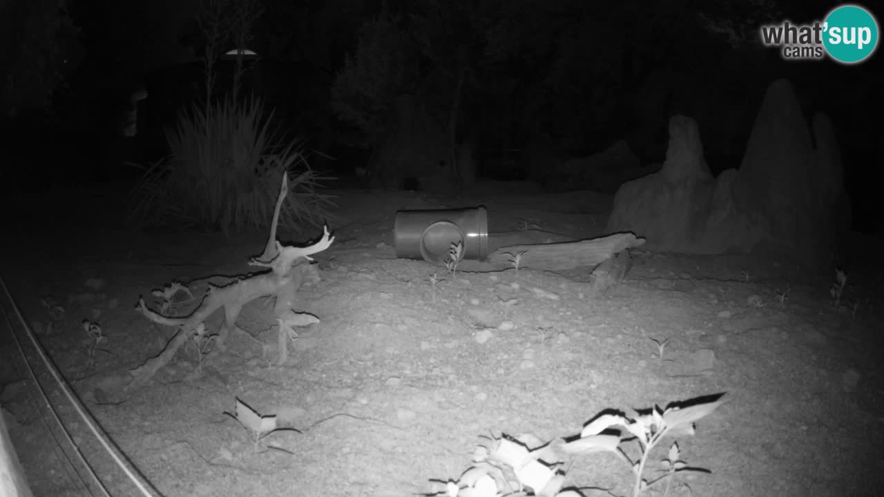 Webcam live Zoo Ljubljana – Suricata