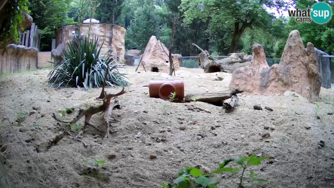 Zoo Ljubljana – Live webcam Meerkat (Suricata)