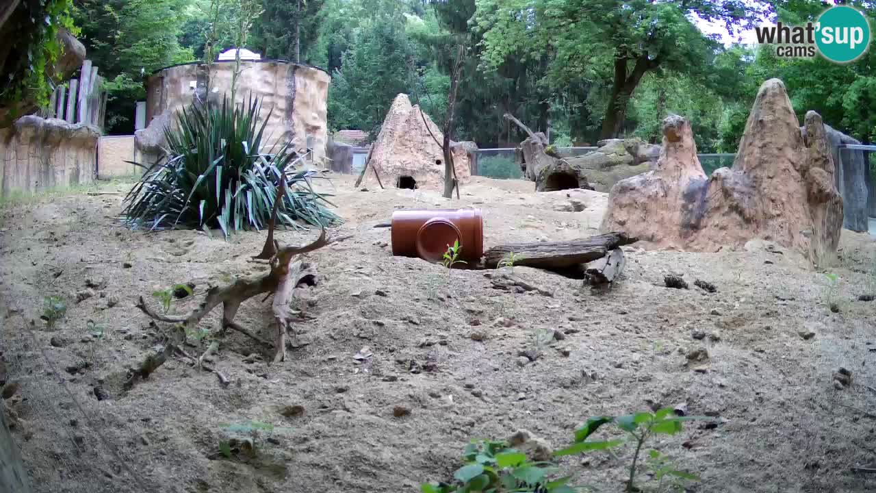 Webcam live Zoo Ljubljana – Suricata
