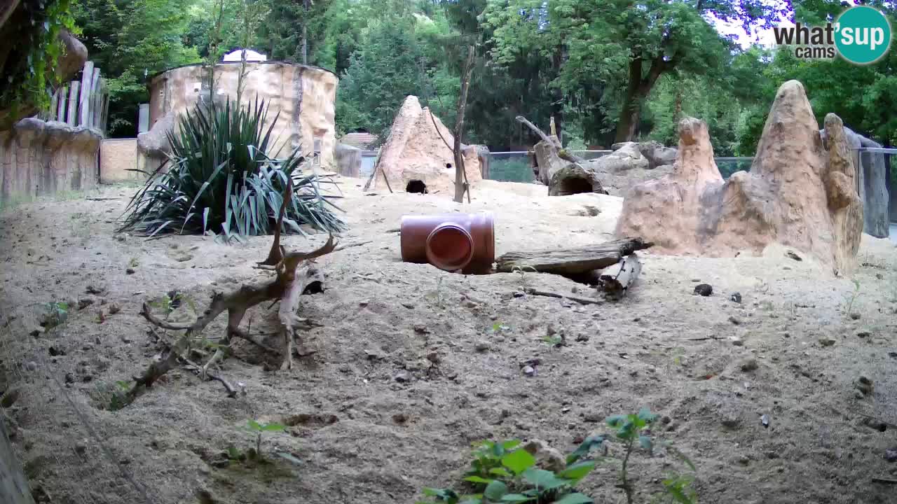 Zoo Ljubljana – Live webcam Meerkat (Suricata)