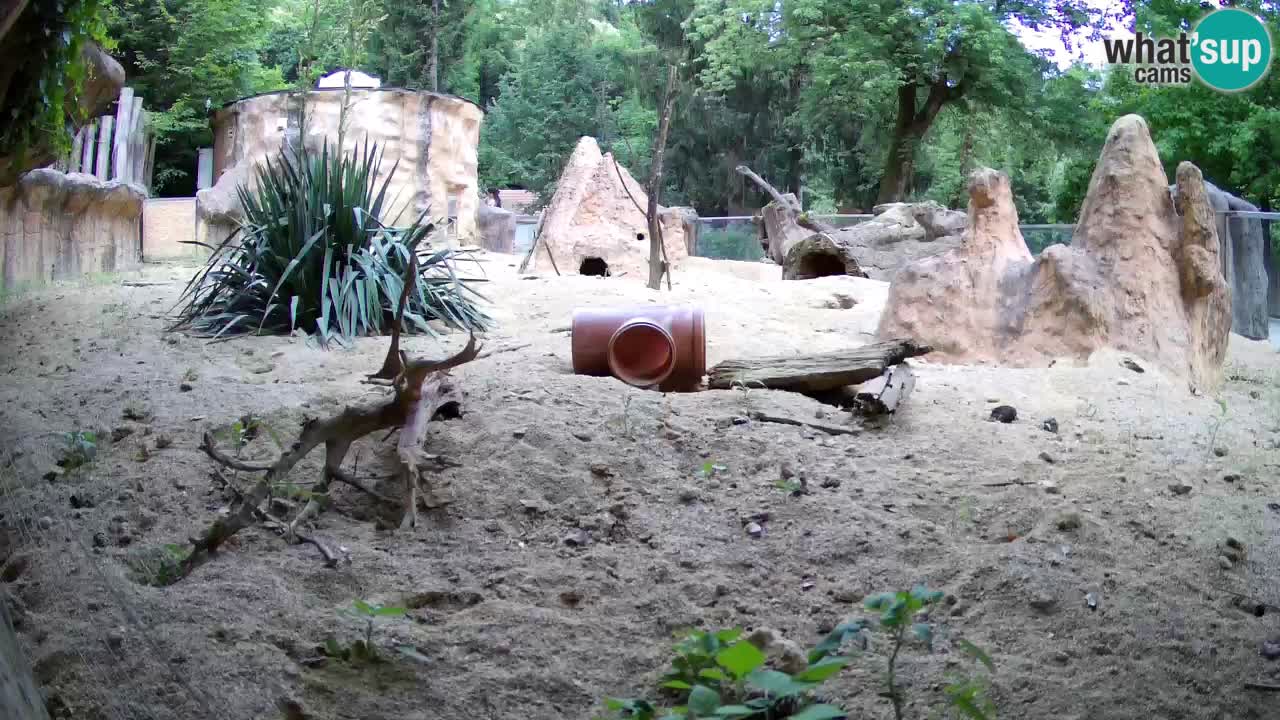 Zoo Ljubljana – Live webcam Meerkat (Suricata)