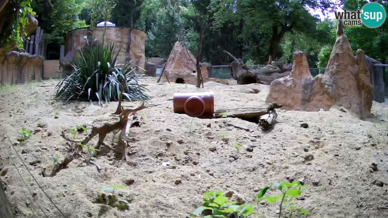 Webcam live Zoo Ljubljana – Suricata