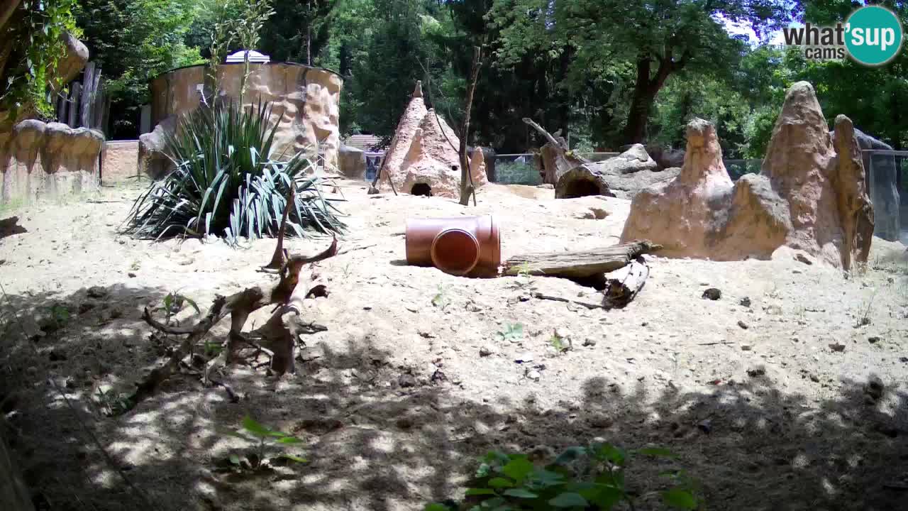 Web kamera Zoo Ljubljana – Merkat