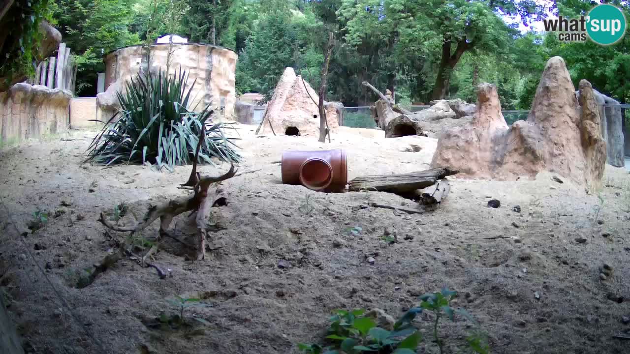 Webcam live Zoo Ljubljana – Suricata