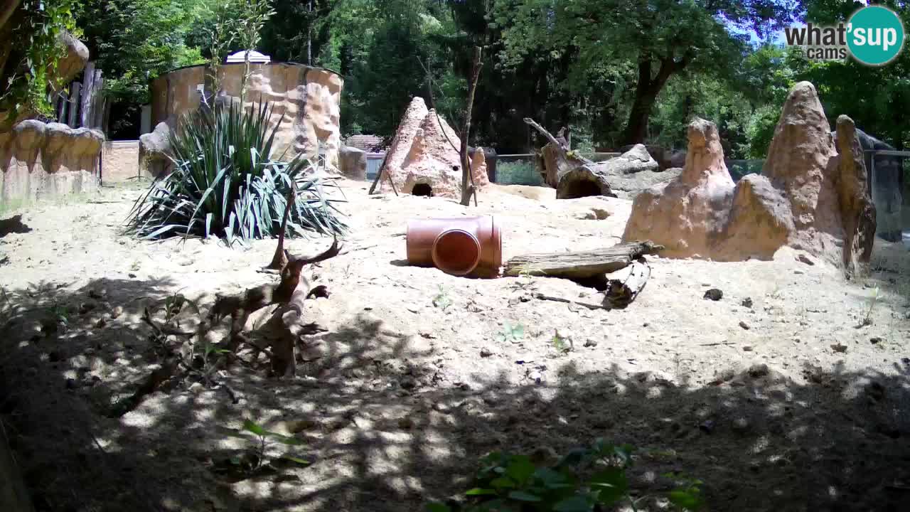 Zoo Ljubljana – Meerkat (Suricata)