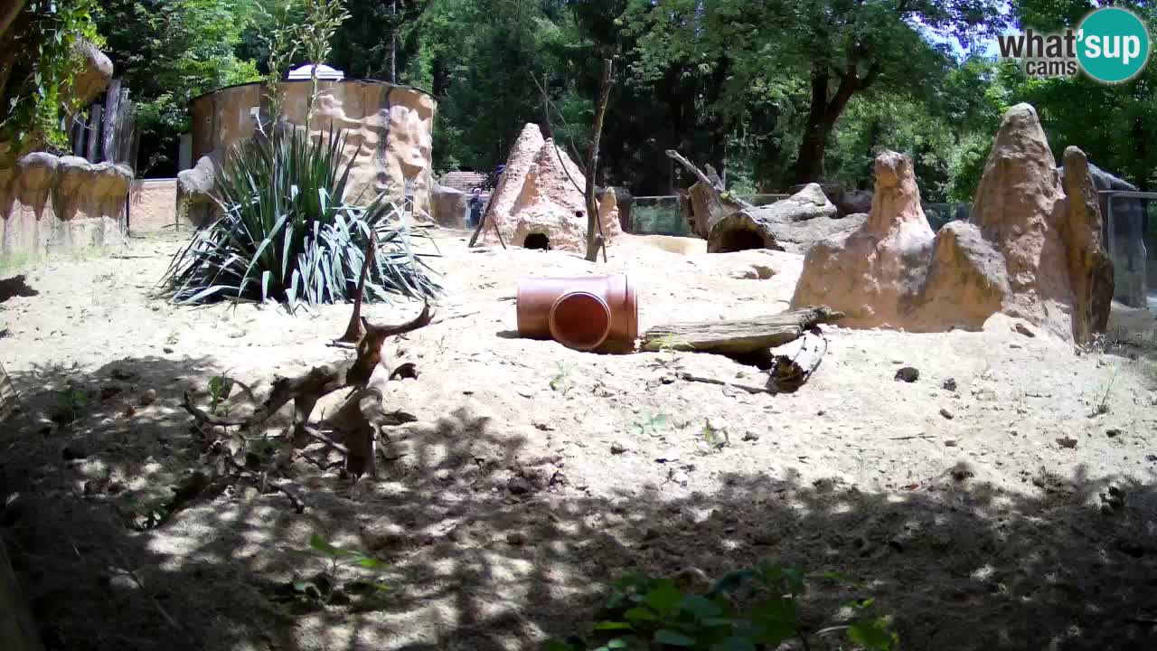 Web kamera Zoo Ljubljana – Merkat