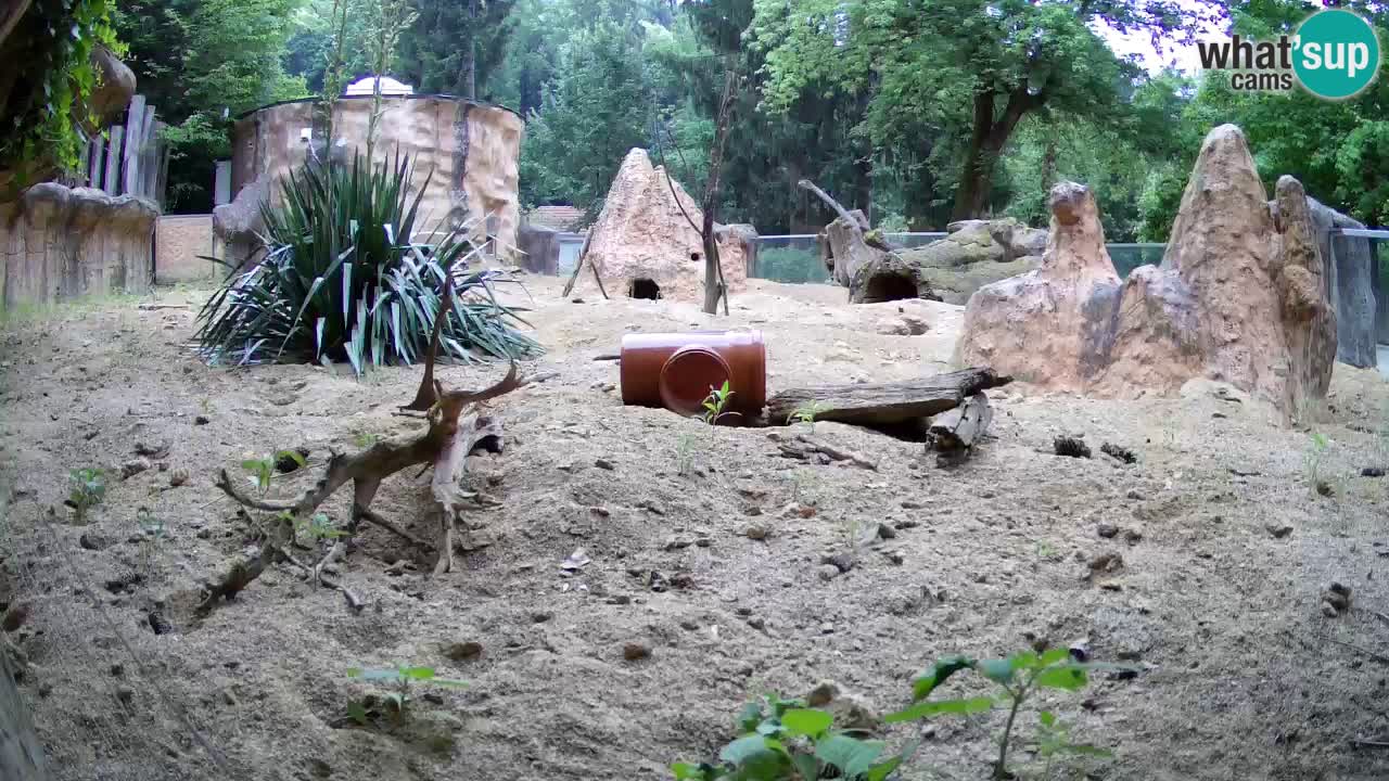 Live cam Zoo Ljubljana – Erdmännchen