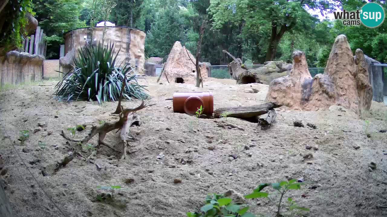 Zoo Ljubljana – Meerkat (Suricata)