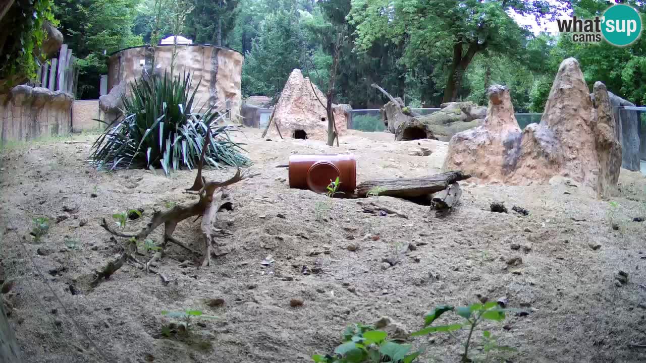 Webcam Zoo Ljubljana – Suricate