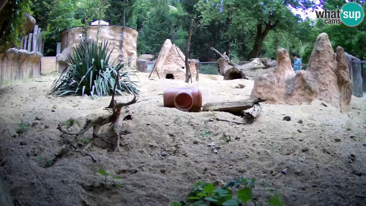 Web kamera Zoo Ljubljana – Merkat