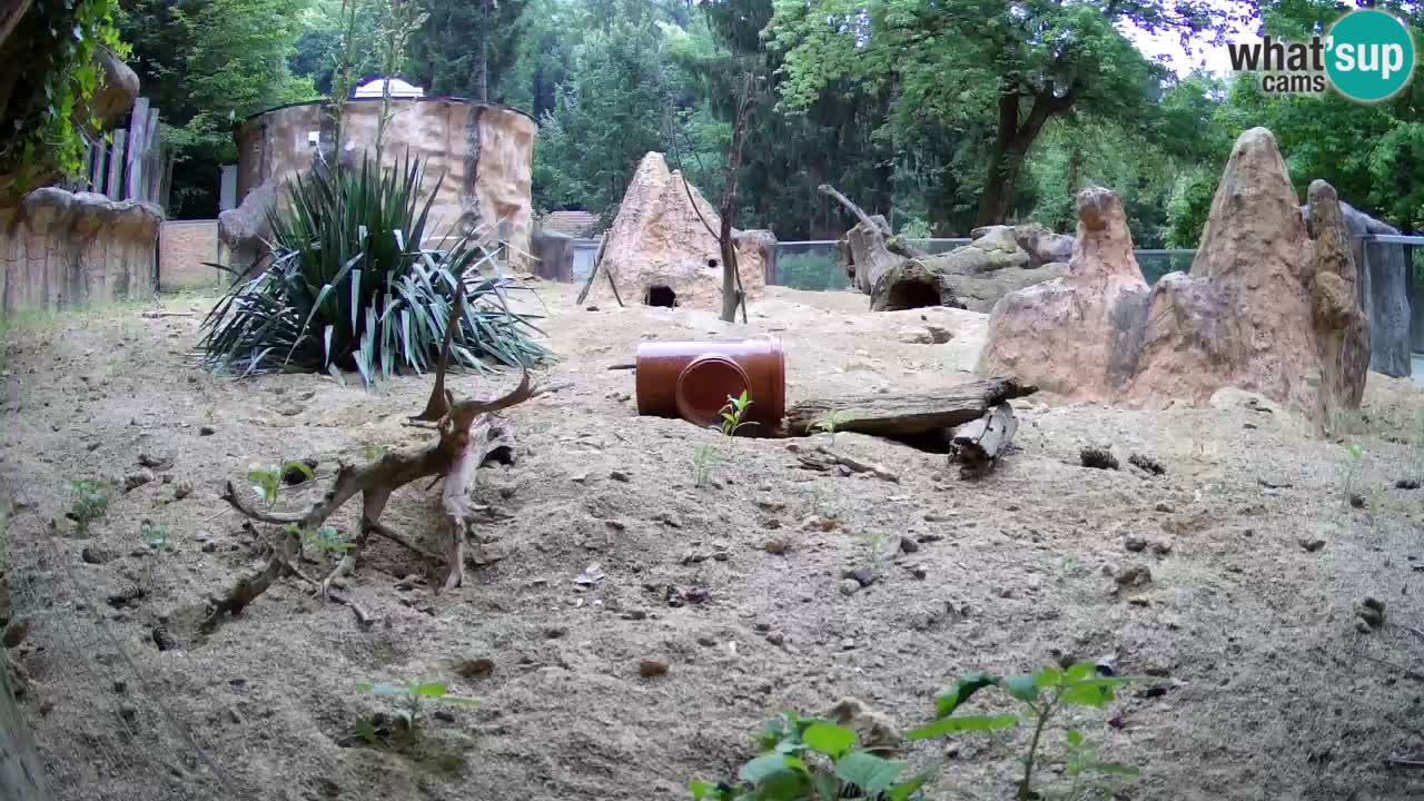 Webcam live Zoo Ljubljana – Suricata