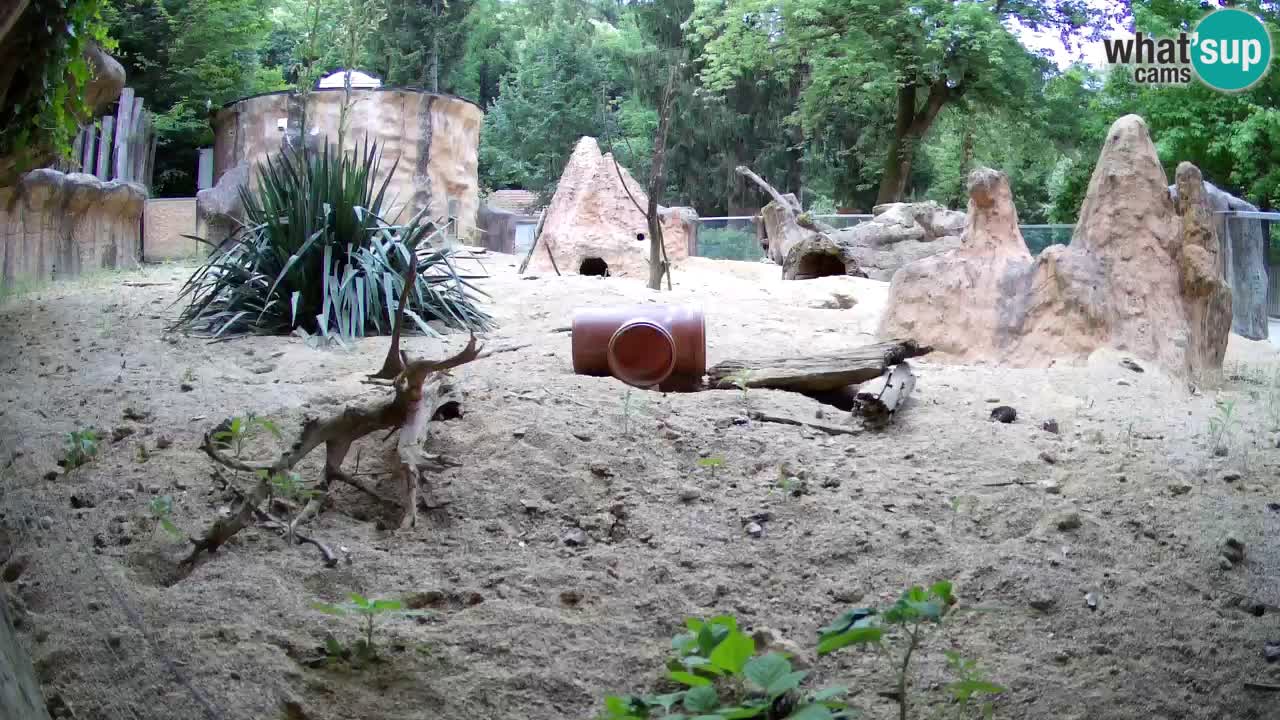 Webcam Zoo Ljubljana – Suricate