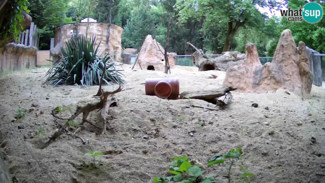 Web kamera Zoo Ljubljana – Merkat