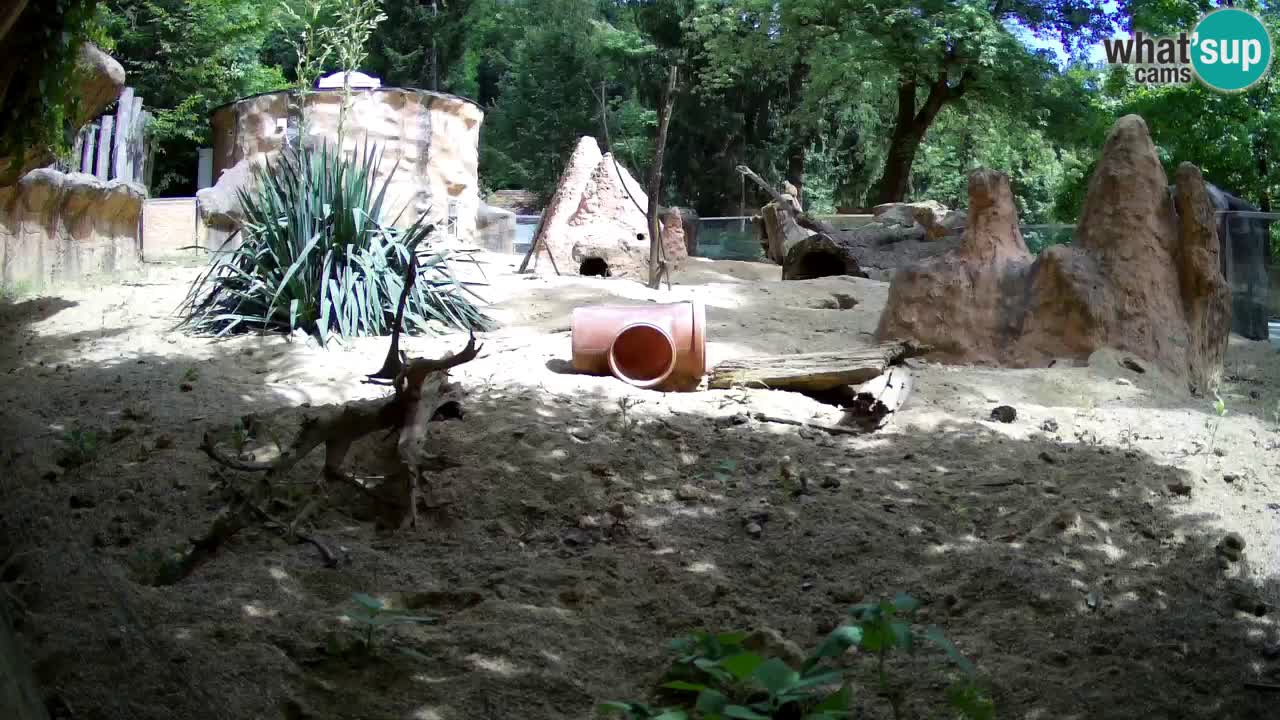 Webcam live Zoo Ljubljana – Suricata