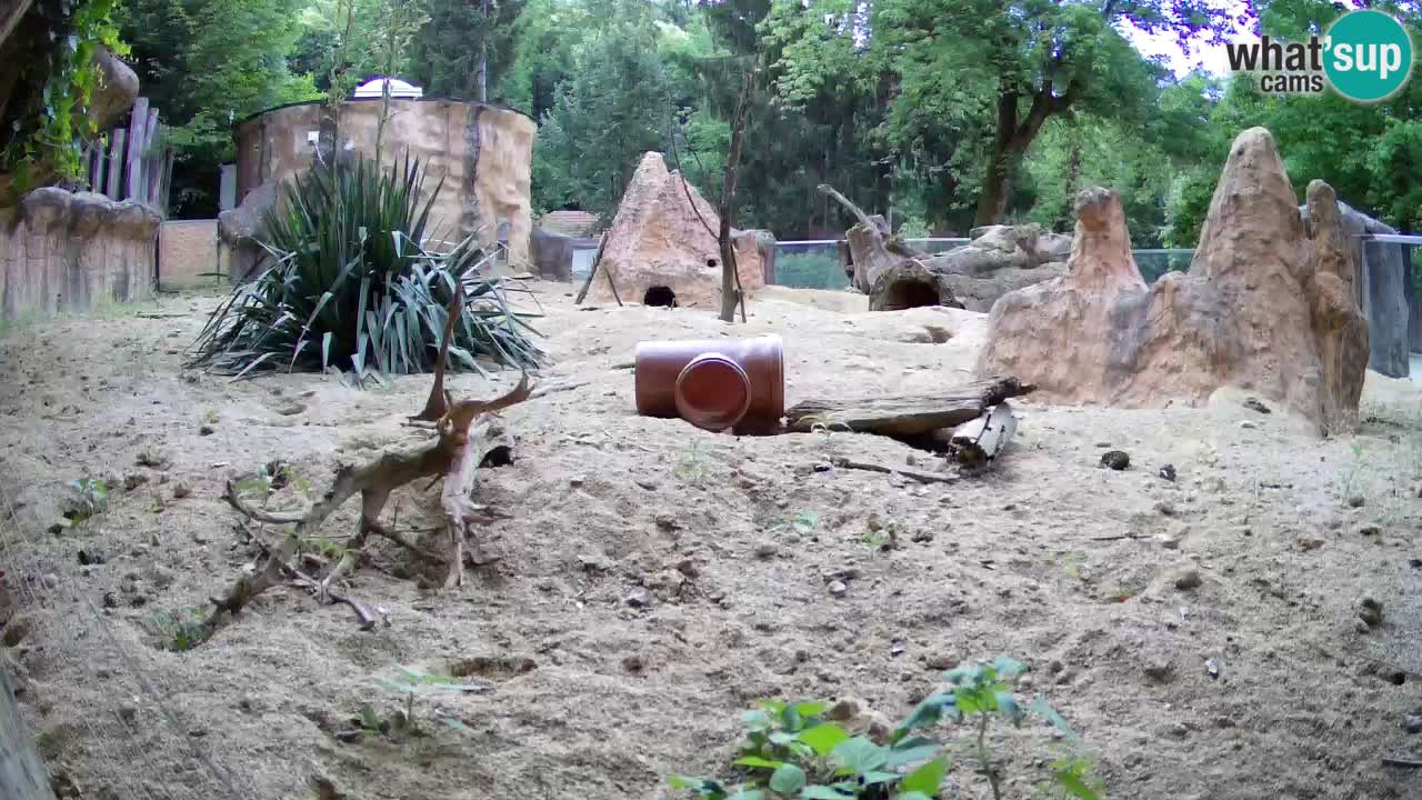 Web kamera Zoo Ljubljana – Merkat