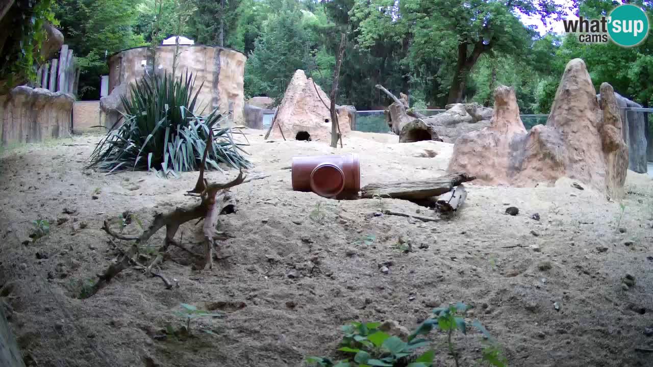Webcam live Zoo Ljubljana – Suricata