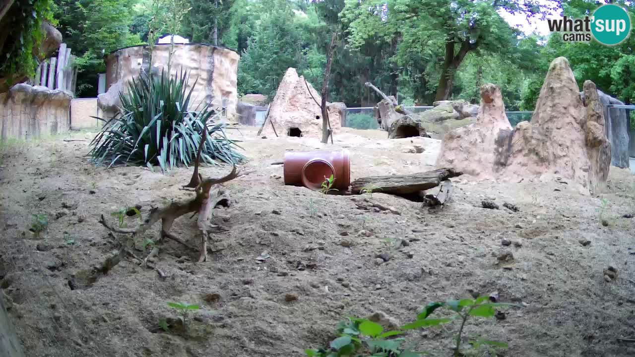 Webcam live Zoo Ljubljana – Suricata