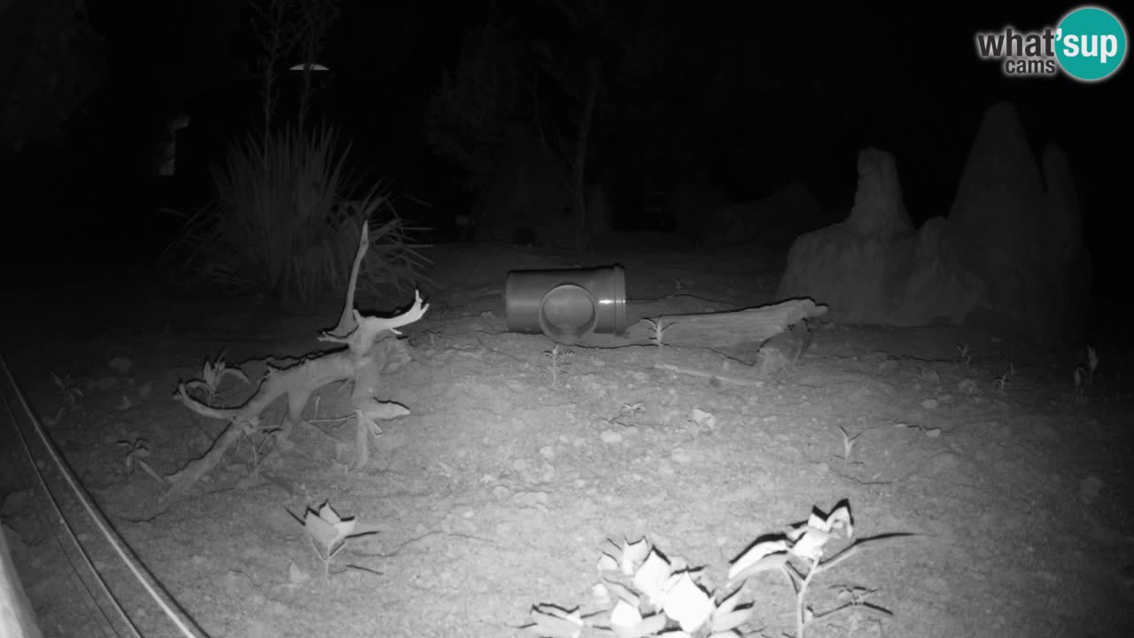 Webcam live Zoo Ljubljana – Suricata