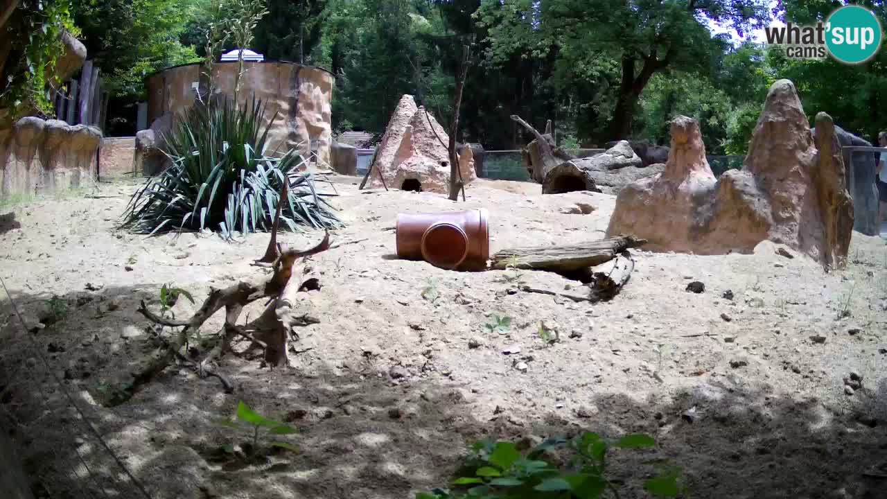 Web kamera Zoo Ljubljana – Merkat