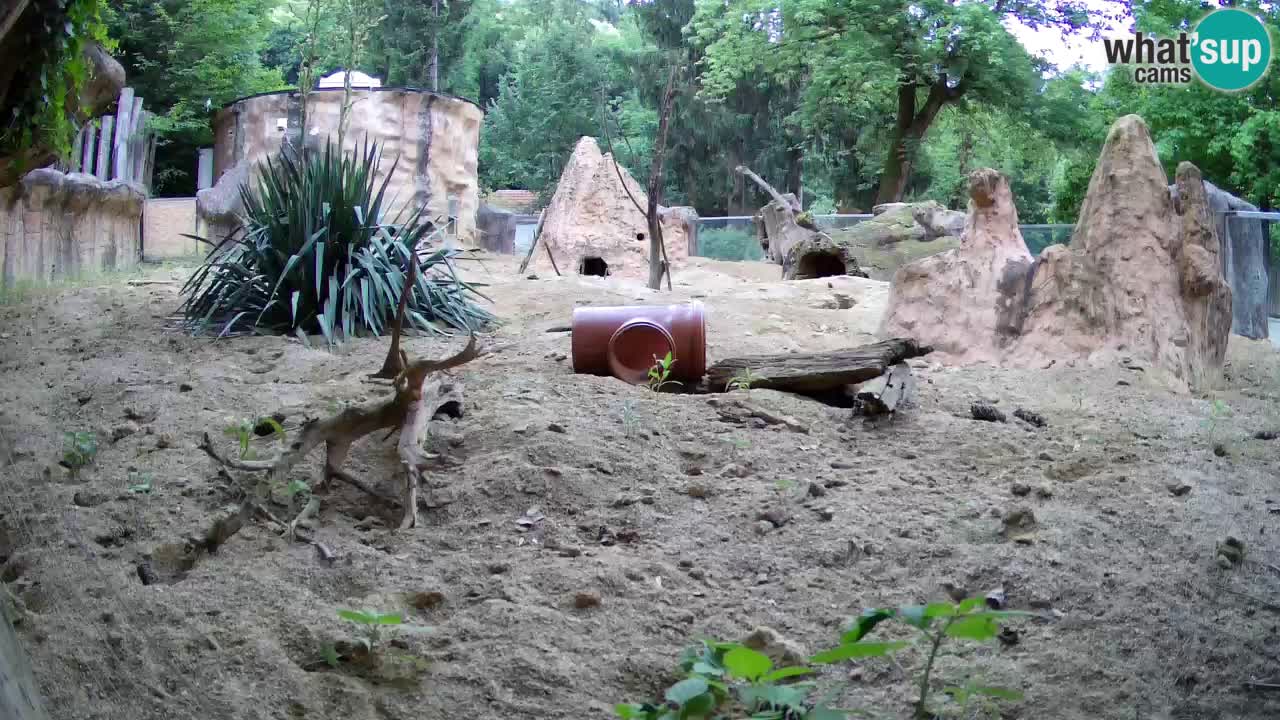 Live cam Zoo Ljubljana – Erdmännchen
