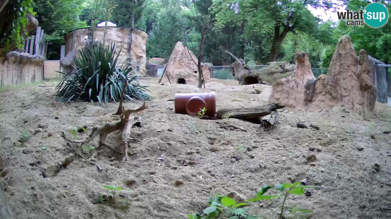 Live cam Zoo Ljubljana – Erdmännchen