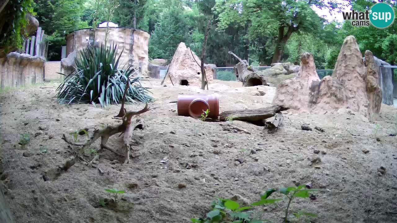 Web kamera Zoo Ljubljana – Merkat