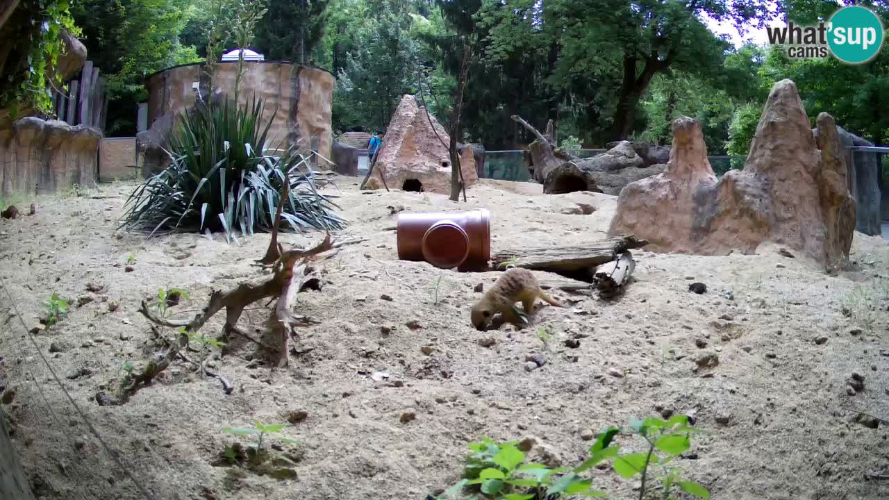 Webcam Zoo Ljubljana – Suricate