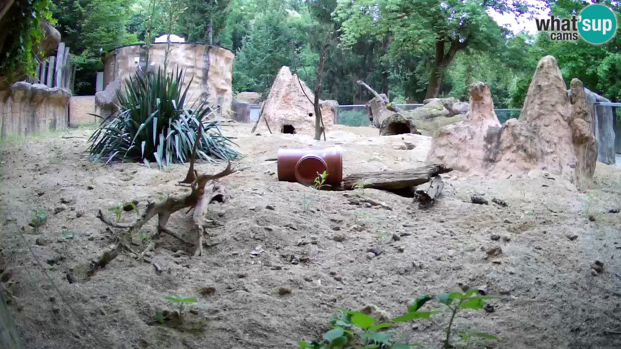 Webcam Zoo Ljubljana – Suricate
