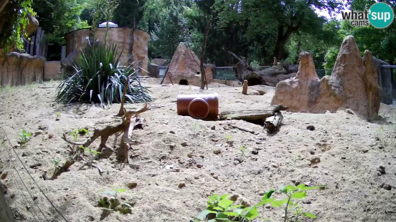 Zoo Ljubljana – Meerkat (Suricata)