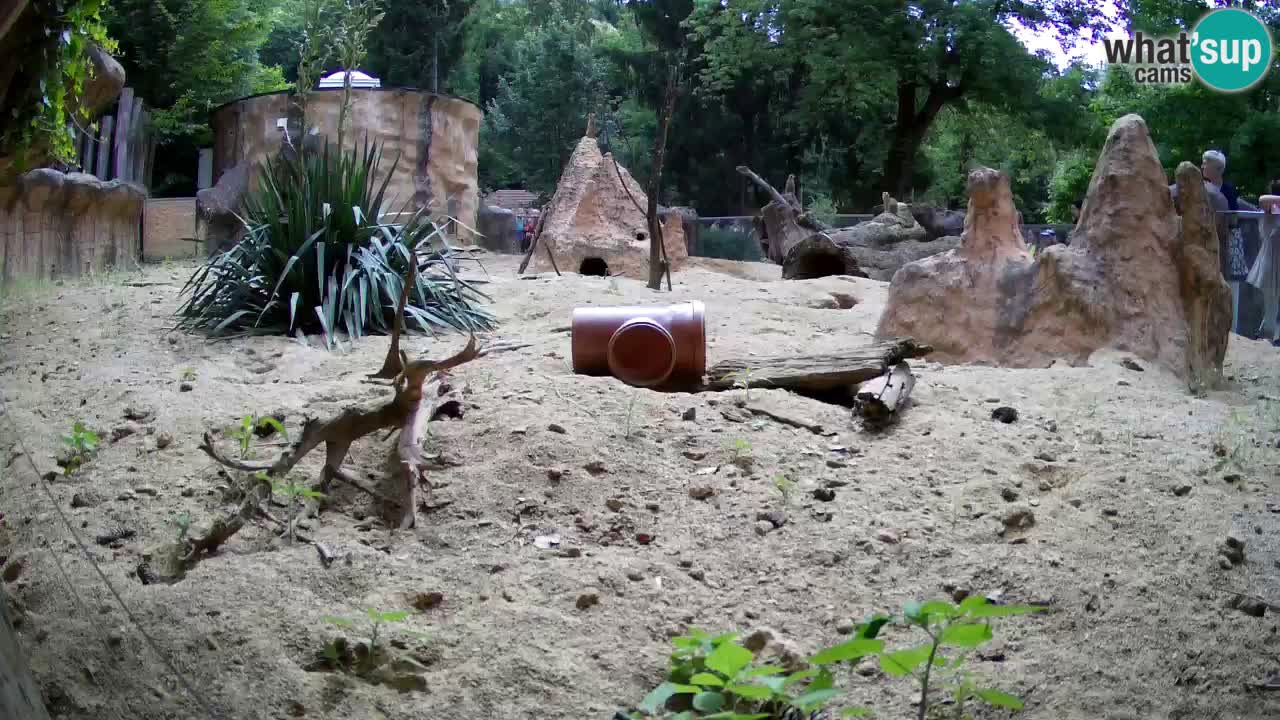 Webcam live Zoo Ljubljana – Suricata