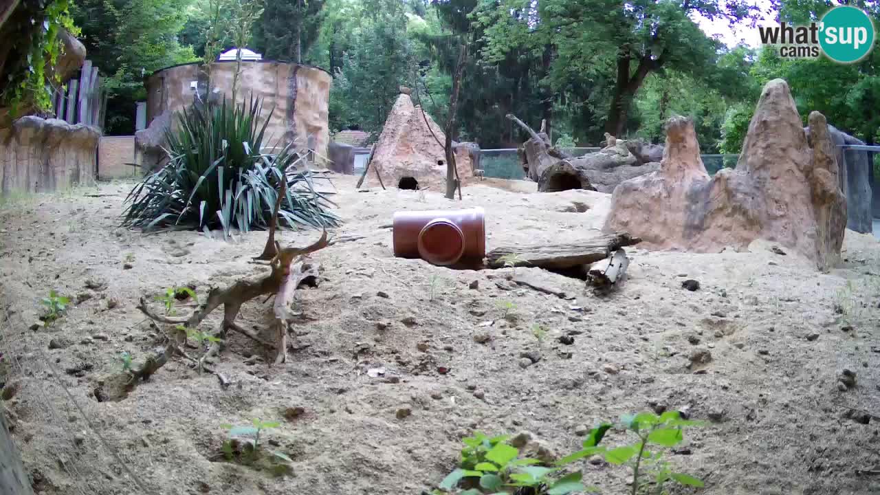 Zoo Ljubljana – Live webcam Meerkat (Suricata)