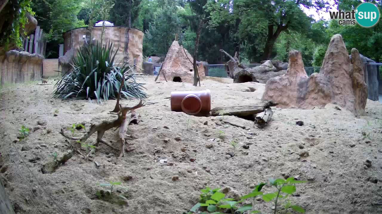 Webcam live Zoo Ljubljana – Suricata
