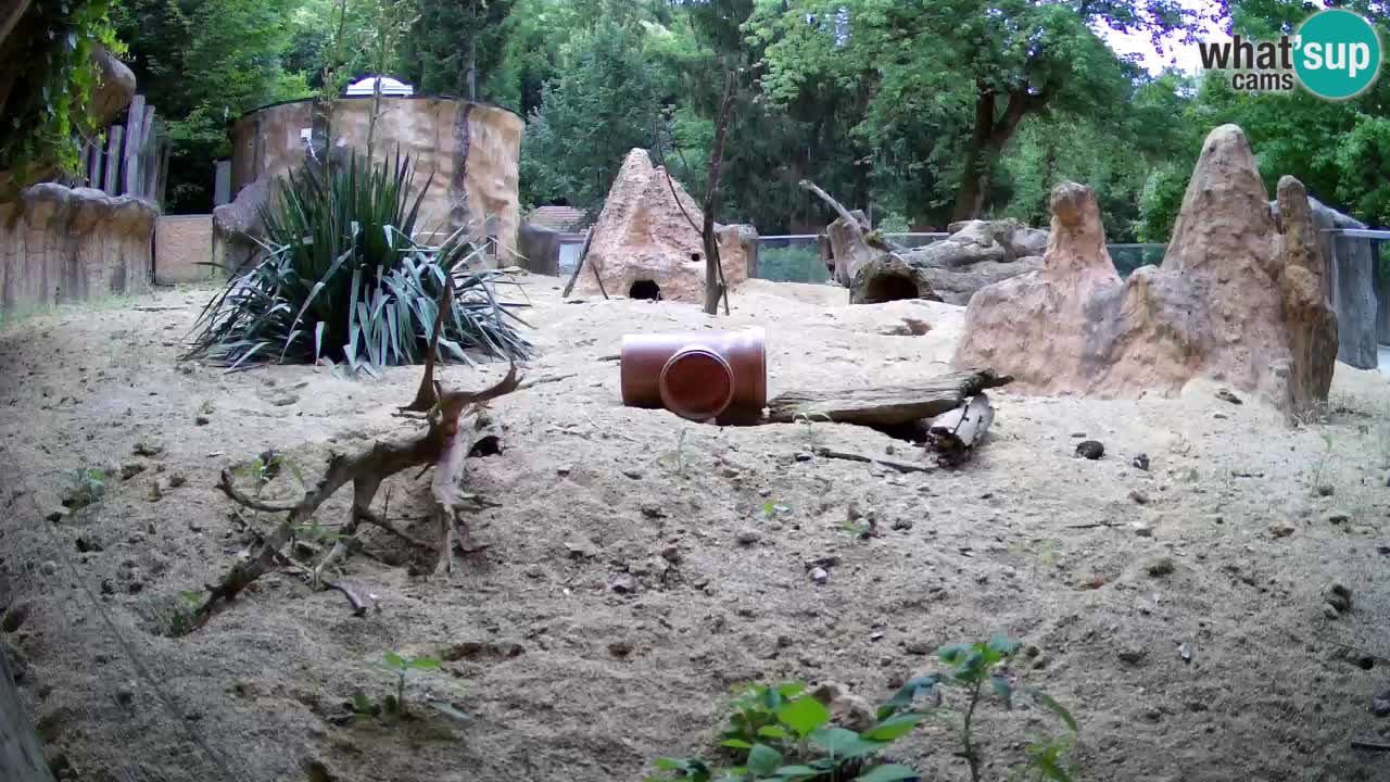 Zoo Ljubljana – Live webcam Meerkat (Suricata)