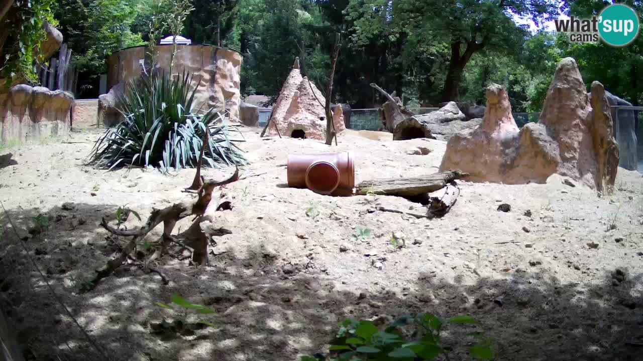 Zoo Ljubljana – Meerkat (Suricata)