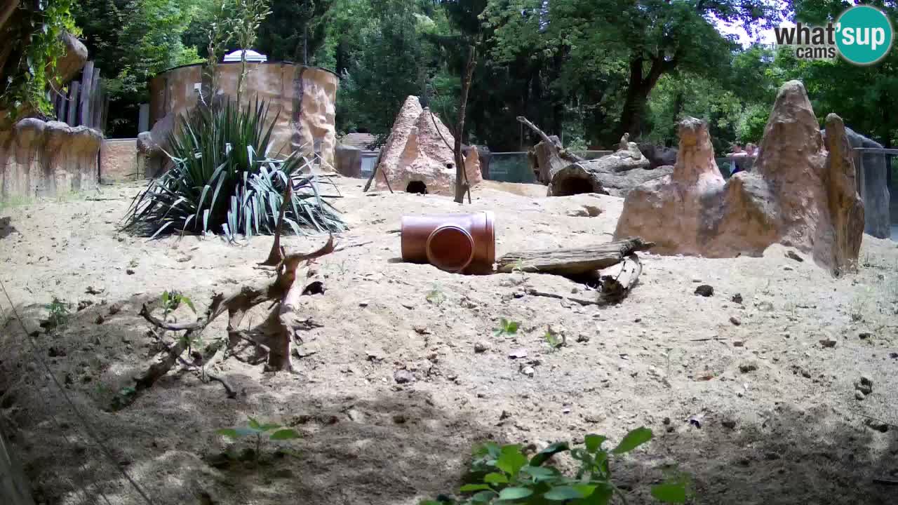 Webcam Zoo Ljubljana – Suricate