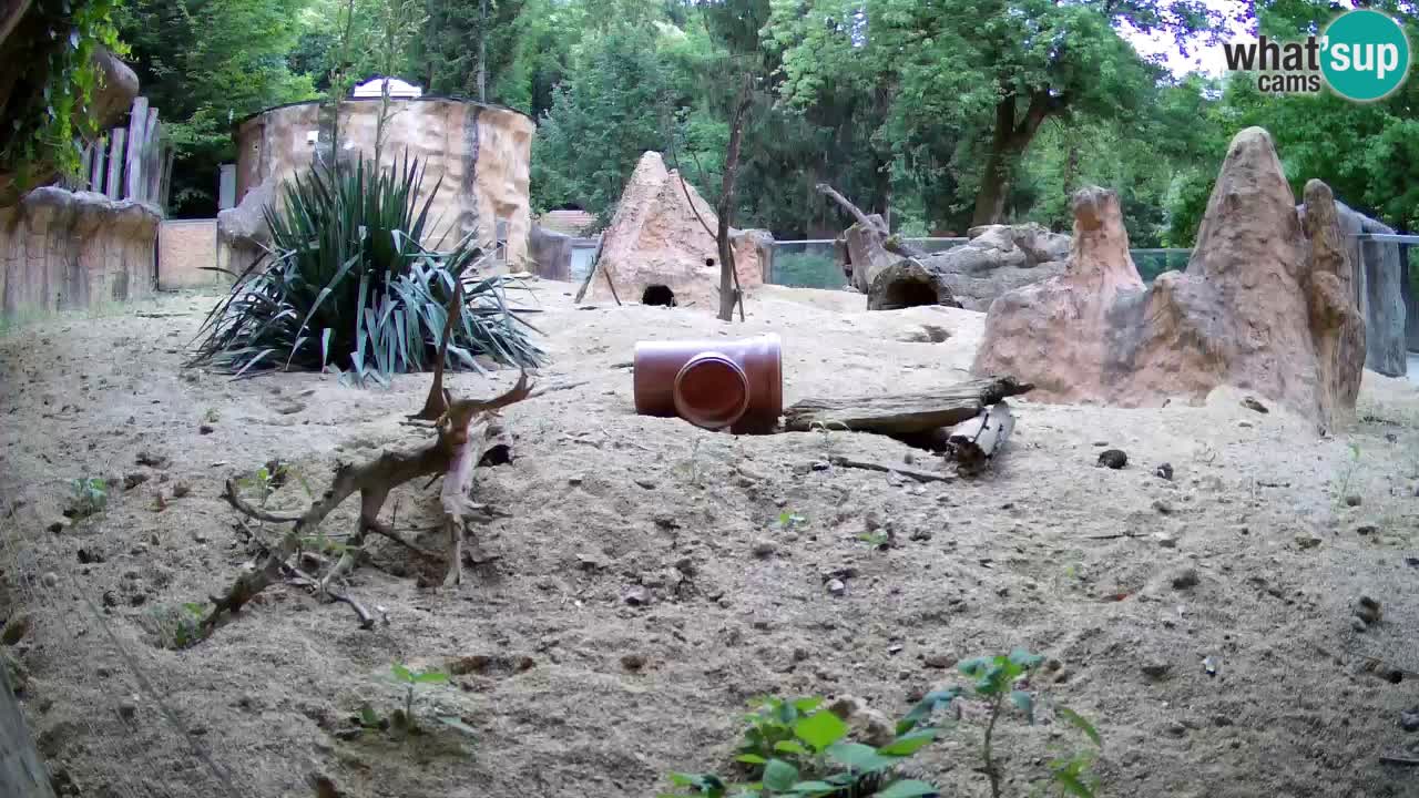 Web kamera Zoo Ljubljana – Merkat