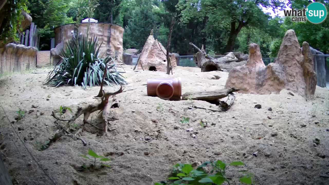 Webcam live Zoo Ljubljana – Suricata