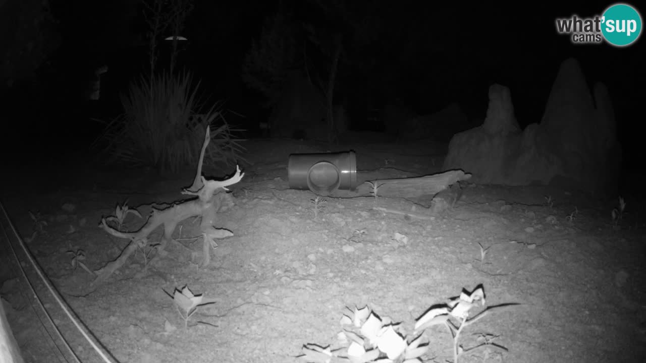 Webcam Zoo Ljubljana – Suricate