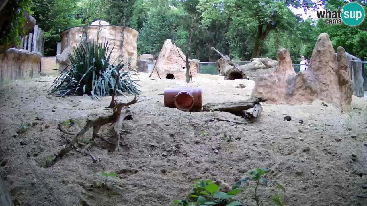 Zoo Ljubljana – Meerkat (Suricata)