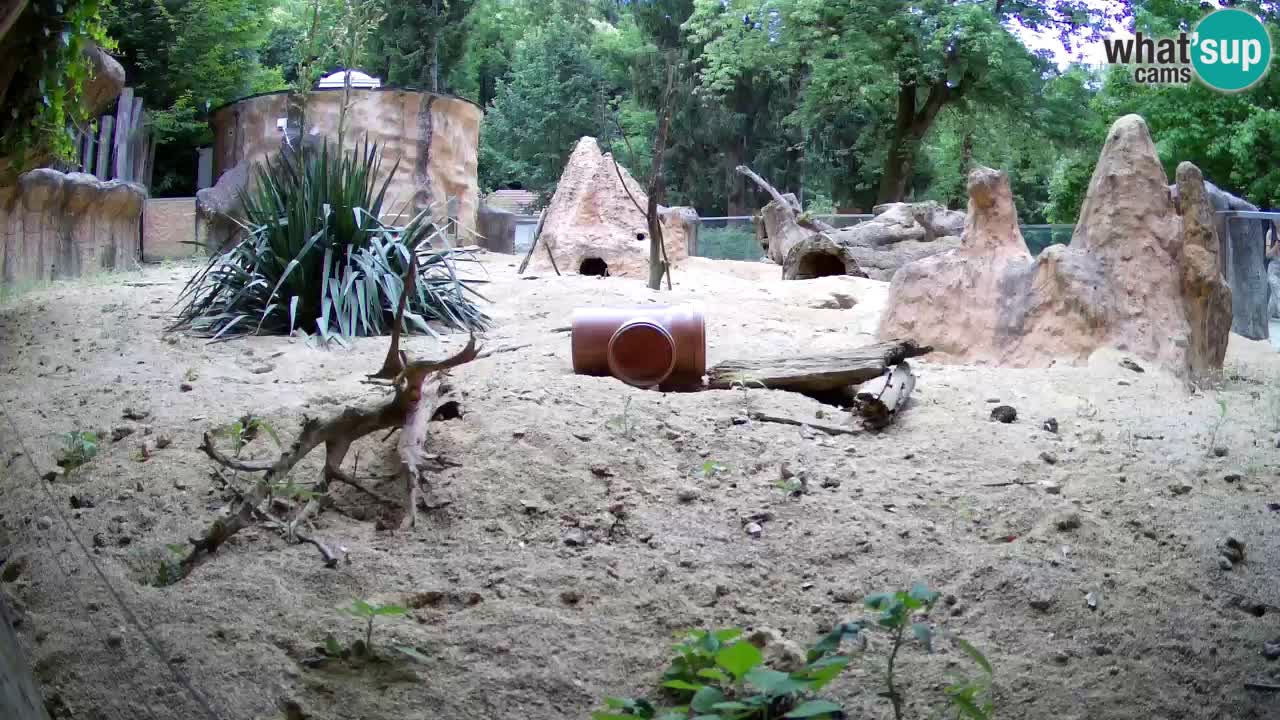 Live cam Zoo Ljubljana – Erdmännchen