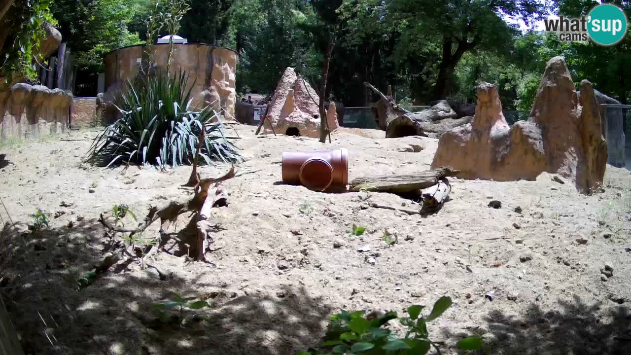 Zoo Ljubljana – Meerkat (Suricata)