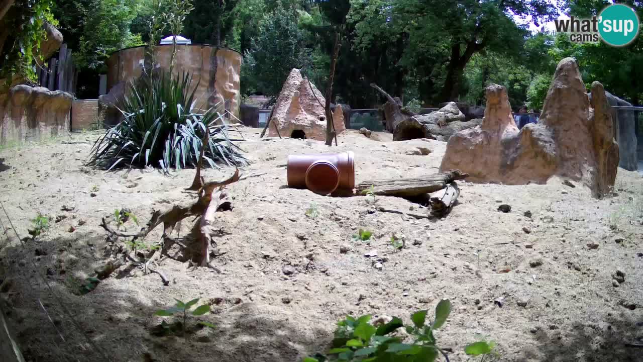 Webcam live Zoo Ljubljana – Suricata