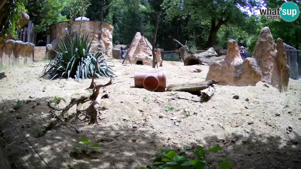 Web kamera Zoo Ljubljana – Merkat